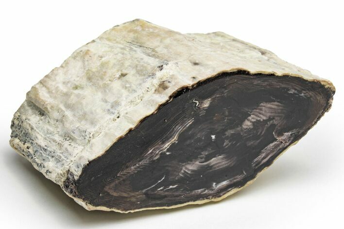 Wide, Polished Petrified Wood Limb - McDermitt, Oregon #218213